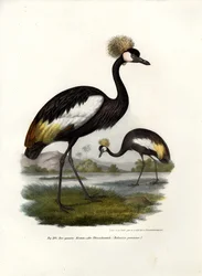 Zwarte Kroonkraanvogel, 1864
